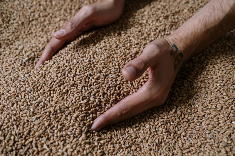 Terroir in a Pint Glass: American Brewers Are Stealing the Wine World's Best Argument