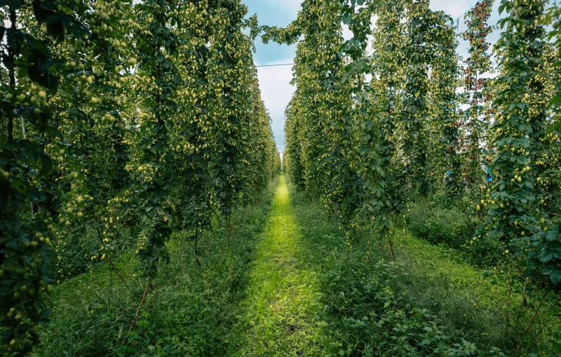 Grow Your Own: The Independent Hop Farmers Refusing to Let Big Ag Write America's Beer Story