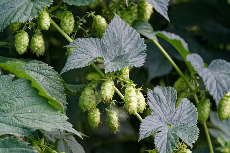 Roots, Rhizomes, and Rebels: The Quiet Network Saving America's Forgotten Hops